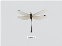 藏品(球角春蜓)的圖片